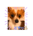 パピヨン ココアの日常言葉ᏊꈍꈊꈍᏊ（個別スタンプ：16）