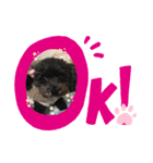 ちっちゃいトイプーの杏ちゃん♡（個別スタンプ：3）