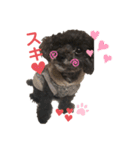 ちっちゃいトイプーの杏ちゃん♡（個別スタンプ：14）
