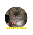 ゴエモン_カットハウスキャッツ（個別スタンプ：1）