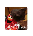 ゴエモン_カットハウスキャッツ（個別スタンプ：2）