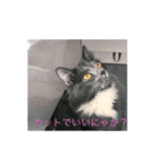 ゴエモン_カットハウスキャッツ（個別スタンプ：4）