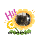 ゴエモン_カットハウスキャッツ（個別スタンプ：5）