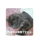 ゴエモン_カットハウスキャッツ（個別スタンプ：8）