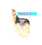 あいさつねこきち（個別スタンプ：1）