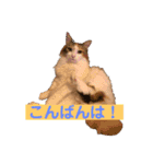 あいさつねこきち（個別スタンプ：3）