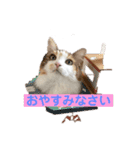 あいさつねこきち（個別スタンプ：4）