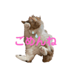 あいさつねこきち（個別スタンプ：7）