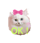 あいさつねこきち（個別スタンプ：8）