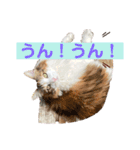 あいさつねこきち（個別スタンプ：9）