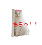 あいさつねこきち（個別スタンプ：11）