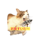 あいさつねこきち（個別スタンプ：12）