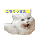 あいさつねこきち（個別スタンプ：13）