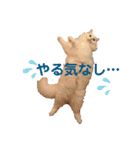 あいさつねこきち（個別スタンプ：14）