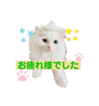 あいさつねこきち（個別スタンプ：15）