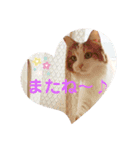 あいさつねこきち（個別スタンプ：16）