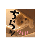 きなこもちさん。2（個別スタンプ：2）