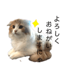 きなこもちさん。2（個別スタンプ：20）
