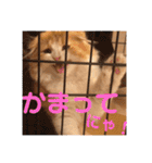 きなこもちさん。2（個別スタンプ：26）