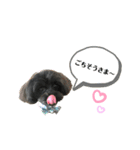 チワプー♡cocoa♡ 2（個別スタンプ：12）