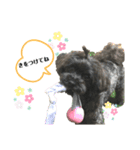 チワプー♡cocoa♡ 2（個別スタンプ：14）