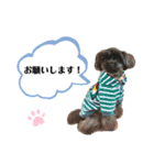 チワプー♡cocoa♡ 2（個別スタンプ：16）