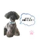 チワプー♡cocoa♡ 2（個別スタンプ：17）