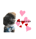 チワプー♡cocoa♡ 2（個別スタンプ：19）