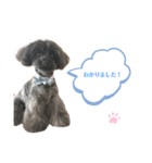 チワプー♡cocoa♡ 2（個別スタンプ：24）