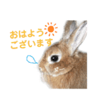大吉スタンプ(うさぎ)（個別スタンプ：3）