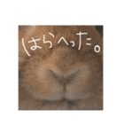 大吉スタンプ(うさぎ)（個別スタンプ：16）