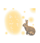 大吉スタンプ(うさぎ)（個別スタンプ：23）