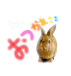 大吉スタンプ(うさぎ)（個別スタンプ：24）