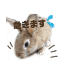 大吉スタンプ(うさぎ)（個別スタンプ：27）