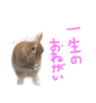 大吉スタンプ(うさぎ)（個別スタンプ：35）
