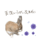 大吉スタンプ(うさぎ)（個別スタンプ：37）