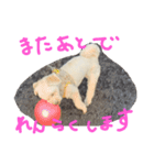 ぷーすけ④（個別スタンプ：8）