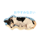 ごきげんデップ（個別スタンプ：6）