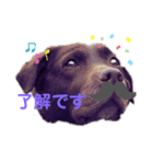 大洋animal's（個別スタンプ：1）