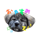 大洋animal's（個別スタンプ：5）