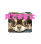 まいけるちょこたん4（個別スタンプ：2）