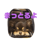 まいけるちょこたん4（個別スタンプ：3）