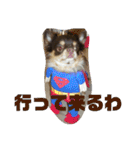 まいけるちょこたん4（個別スタンプ：7）