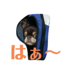 まいけるちょこたん4（個別スタンプ：8）