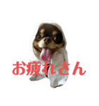 まいけるちょこたん4（個別スタンプ：9）