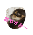 まいけるちょこたん4（個別スタンプ：12）