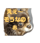 まいけるちょこたん4（個別スタンプ：14）