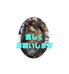 まいけるちょこたん4（個別スタンプ：15）