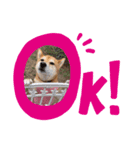 表情豊かな柴犬の成長（個別スタンプ：1）