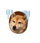 表情豊かな柴犬の成長（個別スタンプ：3）